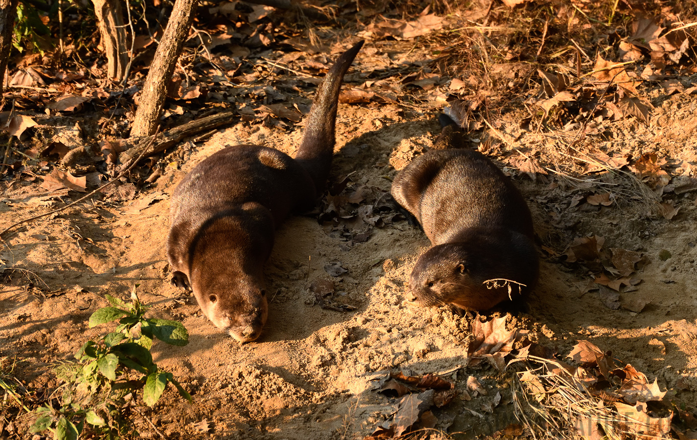 Lontra canadensis lataxina [400 mm, 1/640 sec at f / 7.1, ISO 1600]